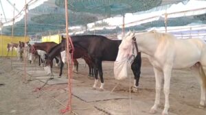 ३५० वर्षांचा ‘चेतक महोत्सव’! ५० हजारांपासून कोट्यवधी रुपयांपर्यंतच्या घोड्यांची खरेदी-विक्री…