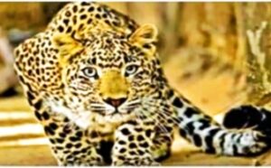 जामखेड परिसरात बिबट्याची दहशत; शेतकरी वर्गात भीताचे सावट