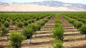 ‘पात्र’ फळबाग शेतकरी उपाशी… अन फळबागच नसलेले मात्र तुपाशी..?