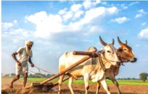 वरुणराजा रुसला! जून संपत आला तरी पाऊस नाही; खरीप पेरण्यांवर अस्मानी संकट, बळीराजा चिंतेत