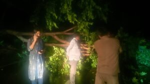 बोरावलजवळ भलेमोठे झाड कोसळले; तासभर वाहतूक ठप्प !