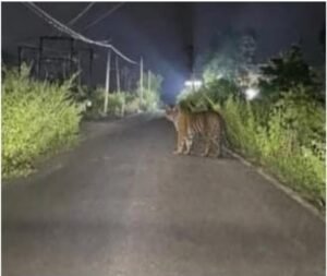 रात्री अन् सकाळीही वाघाचे दर्शन; गावकऱ्यांमध्ये खळबळ!
